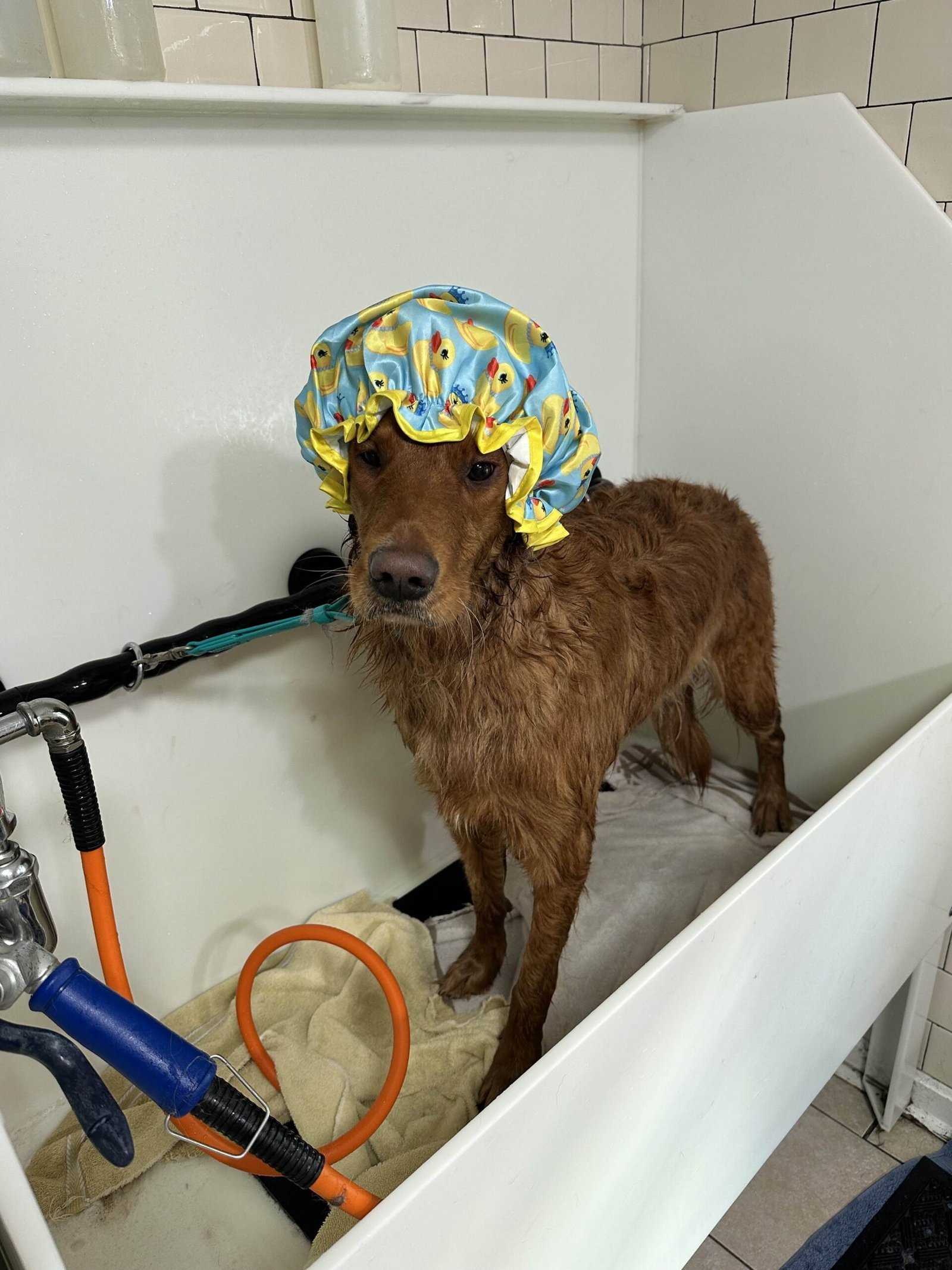 Dog grooming example 4