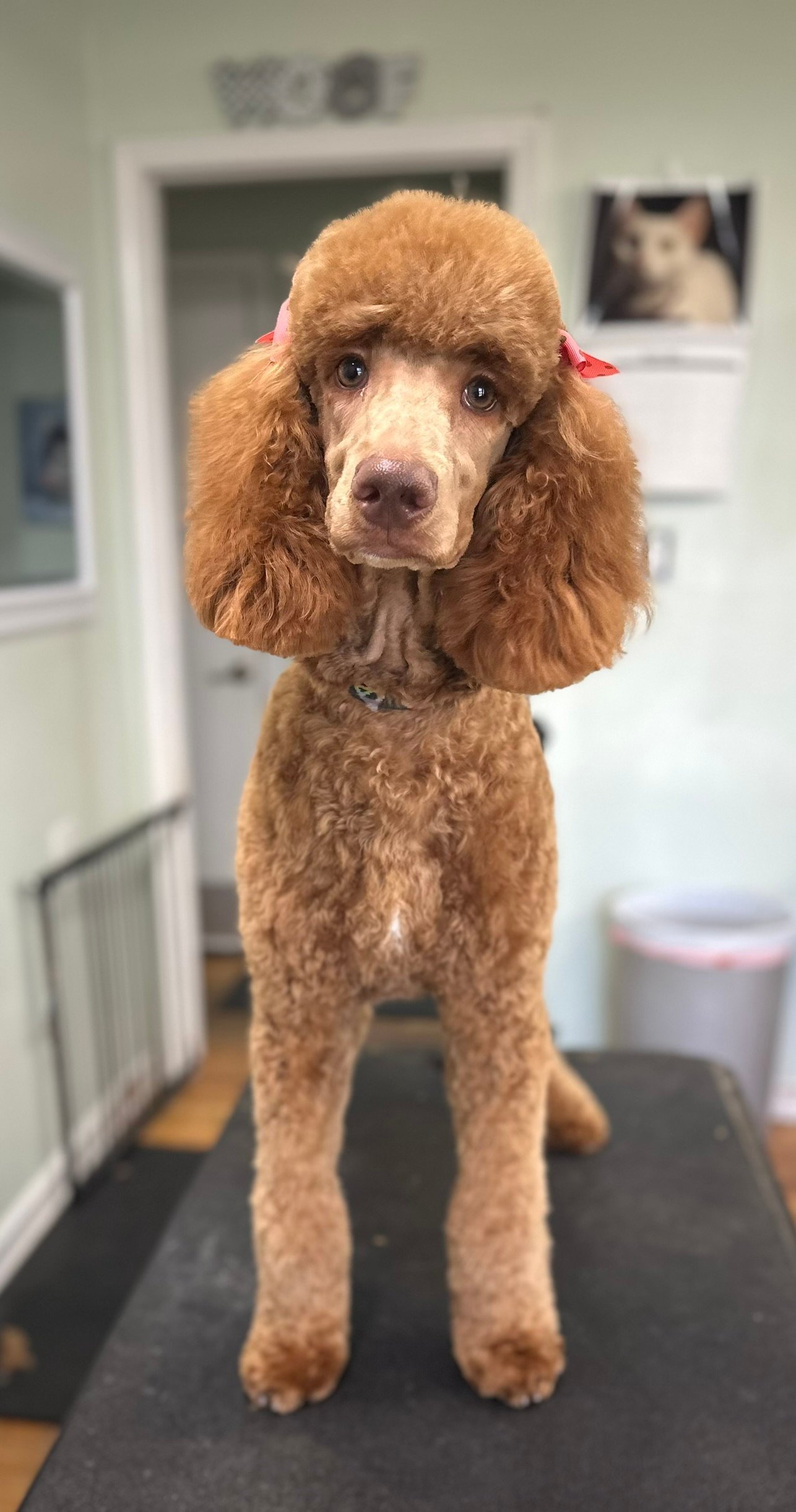 Dog grooming example 5