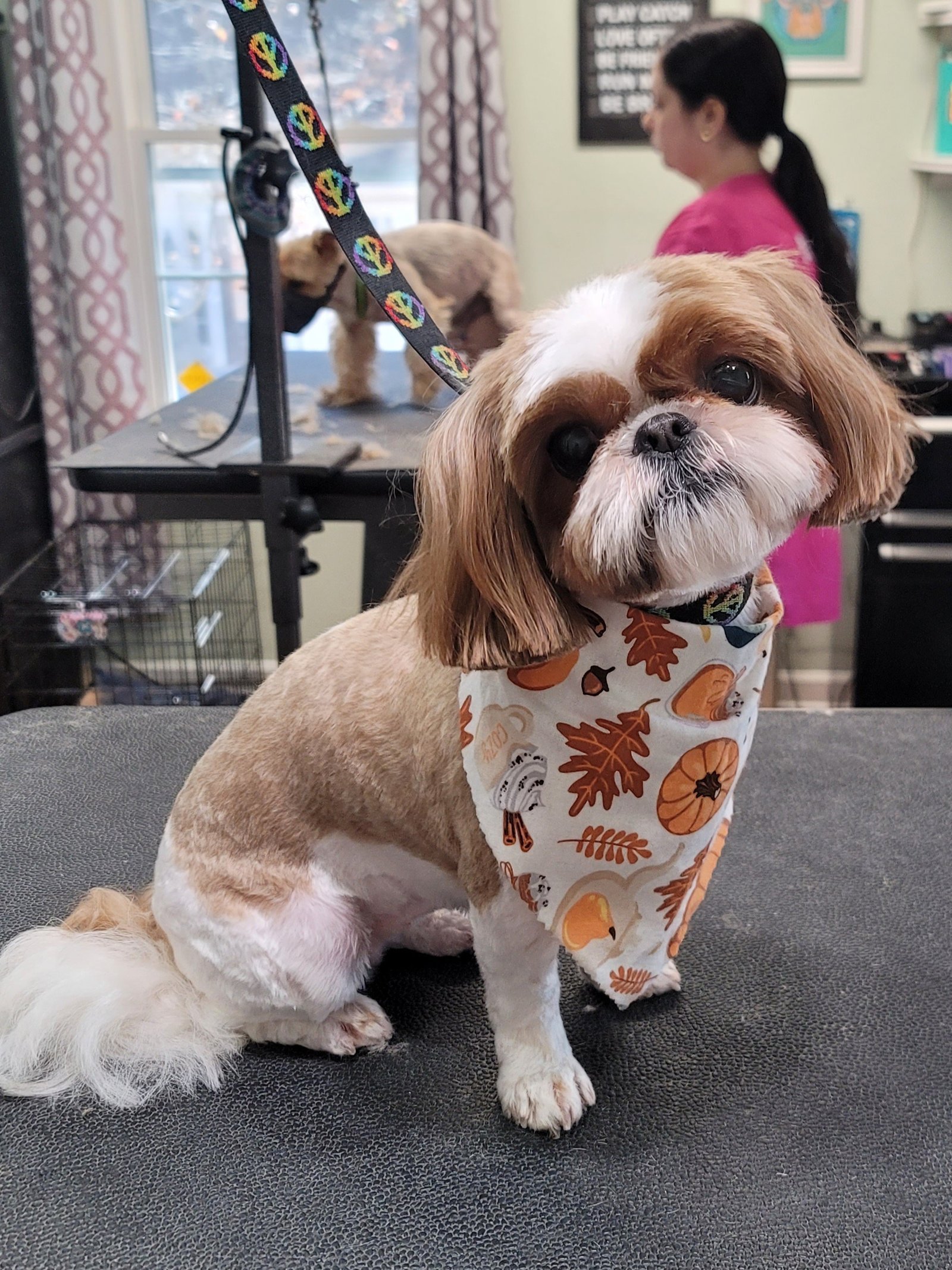 Dog grooming example 6